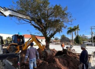 Prefeitura transplanta figueira para a praça central de Jacinto Machado