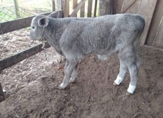 Pecuária de Praia Grande com inseminação artificial gratuita