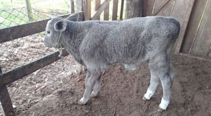 Pecuária de Praia Grande com inseminação artificial gratuita