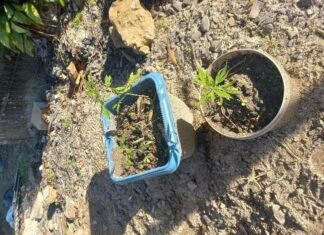 PM apreende pés de maconha em Sombrio