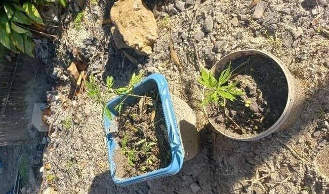 PM apreende pés de maconha em Sombrio
