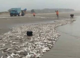 Safra de Peixes é recorde em Balneário Gaivota