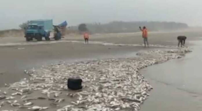 Safra de Peixes é recorde em Balneário Gaivota