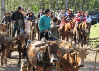 Timbé do Sul sedia Festa dos Bois Carreiros e Tropeiros