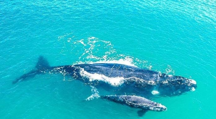 Rota da Baleia Franca recebe operadoras de turismo de cinco estados