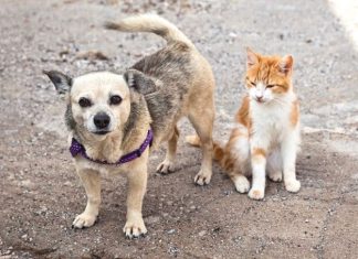Prefeitura de Maracajá e Câmara de Vereadores se unem em prol da saúde animal
