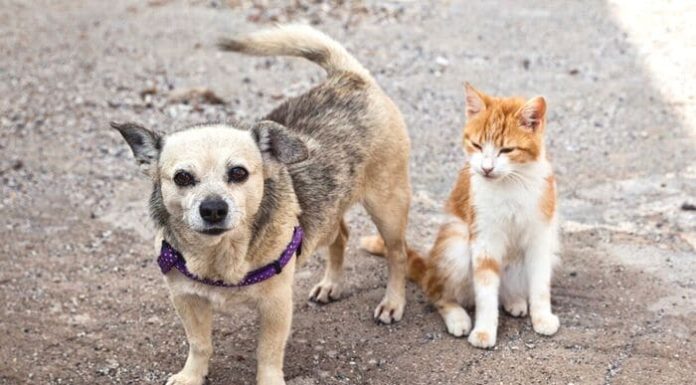 Prefeitura de Maracajá e Câmara de Vereadores se unem em prol da saúde animal