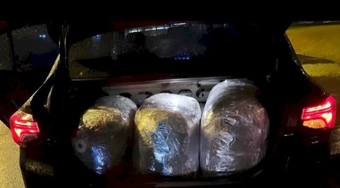 PM e PRF apreendem 65 kg de skunk em Florianópolis