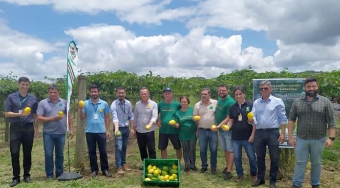 Dia de Campo abre oficialmente a colheita do maracujá na região