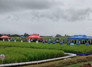 Dia de Campo Dagostin Sementes deve reunir agricultores de toda a região