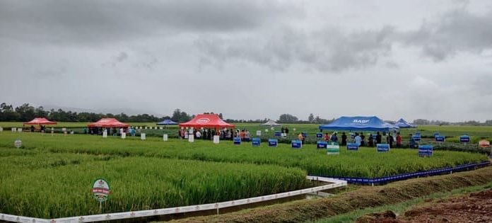 Dia de Campo Dagostin Sementes deve reunir agricultores de toda a região