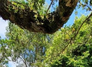 Festa de São Sebastião reúne milhares de fiéis em Balneário Gaivota.