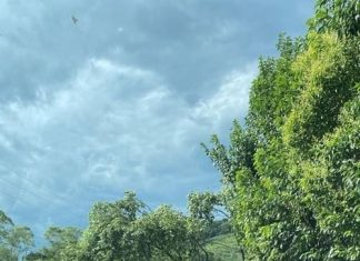 Vendaval deixa estragos em Santa Rosa do Sul