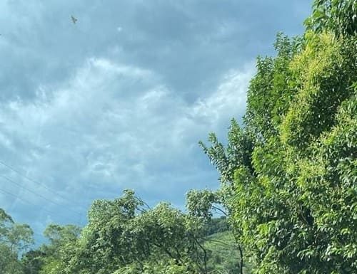 Vendaval deixa estragos em Santa Rosa do Sul
