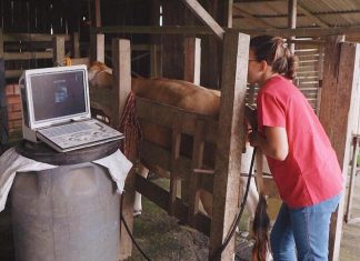 Secretaria de Agricultura de Sombrio oferece consultas veterinárias gratuitas