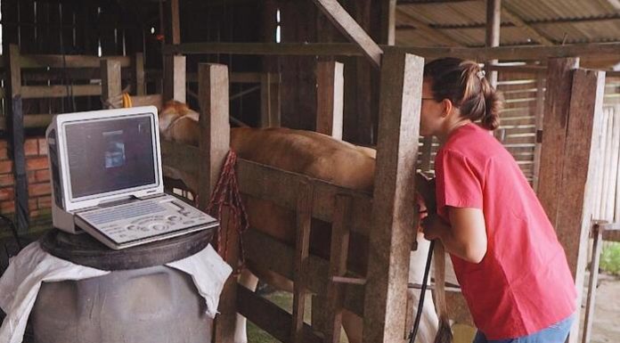 Secretaria de Agricultura de Sombrio oferece consultas veterinárias gratuitas