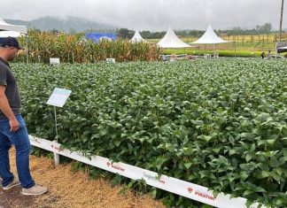 Secretaria de Agricultura de Sombrio participa do Campo Agroacelerador