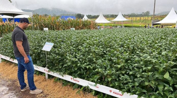 Secretaria de Agricultura de Sombrio participa do Campo Agroacelerador