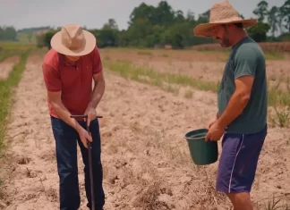 Agricultura familiar de Sombrio com serviço gratuito de engenheiro agrônomo