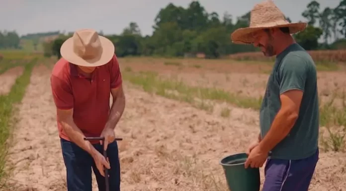 Agricultura familiar de Sombrio com serviço gratuito de engenheiro agrônomo