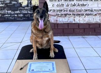 Morre Flecha, cadela aposentada da Polícia Militar de Criciúma