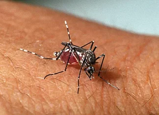 município de Sombrio lança Nota Oficial sobre a dengue
