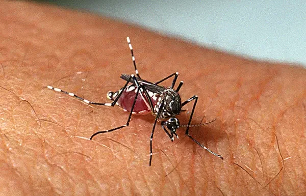 município de Sombrio lança Nota Oficial sobre a dengue
