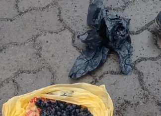 PM apreende grande quantidade de drogas em Passo de Torres