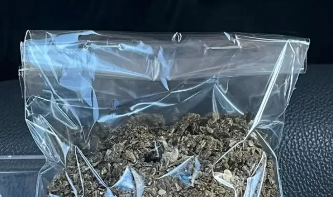 PM apreende maconha em Passo de Torres