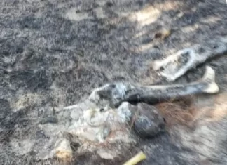 Suposto corpo carbonizado é encontrado em Balneário Gaivota