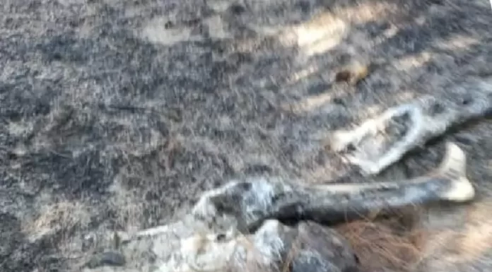 Suposto corpo carbonizado é encontrado em Balneário Gaivota