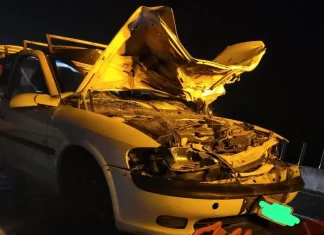 Cavalo invade pista e é atropelado na BR 101 em Sombrio