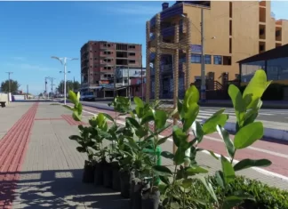 Replantio de árvores na beira mar, coleta de lixo eletroeletrônico e ação social vão marcar a Semana do Meio Ambiente em Balneário Gaivota