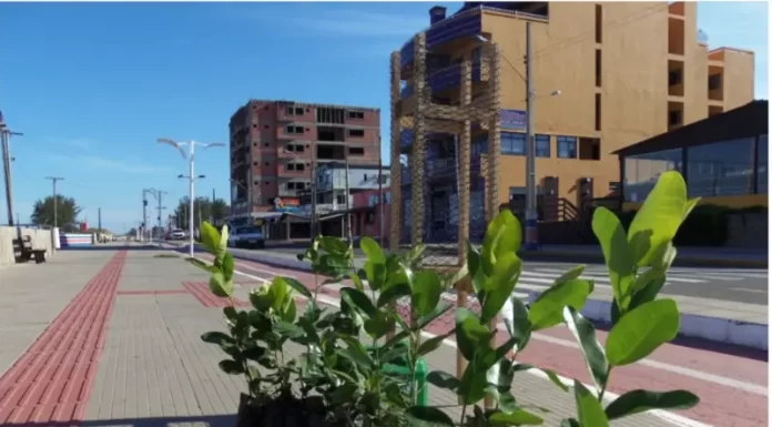 Replantio de árvores na beira mar, coleta de lixo eletroeletrônico e ação social vão marcar a Semana do Meio Ambiente em Balneário Gaivota