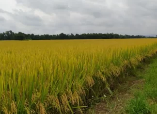 Sementes certificadas Cooperja opção para bons resultados no campo