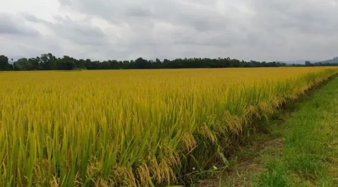 Sementes certificadas Cooperja opção para bons resultados no campo