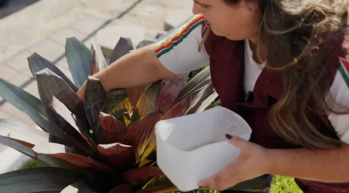 Prefeitura de Sombrio lança vídeo com dicas de combate à dengue
