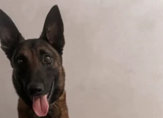 Cão policial da PM de Araranguá encontra crack e cocaína na Favela do UCCA