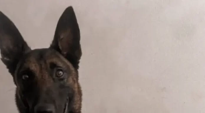 Cão policial da PM de Araranguá encontra crack e cocaína na Favela do UCCA