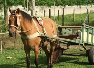 Carroça desgovernada colide em dois carros e gera prejuízo em Balneário Gaivota