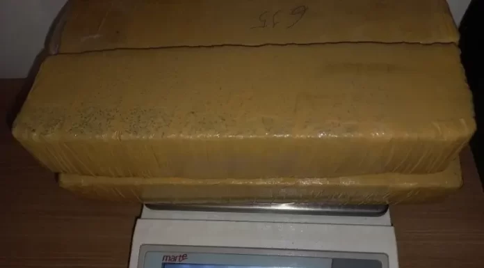 Cachorro policial auxilia na apreensão de mais de dois quilos de maconha em Ararangua