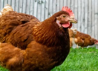 Vizinho relata furto de galinhas e aciona a PM em Santa Rosa do Sul