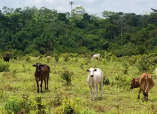 Gado invade plantação do vizinho e devasta mil pés de maracujá causando prejuízo