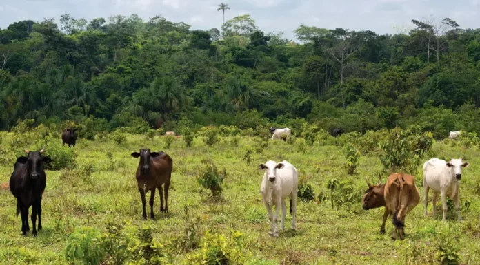 Gado invade plantação do vizinho e devasta mil pés de maracujá causando prejuízo