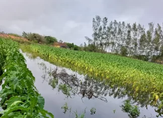 Balneário Gaivota: Perdas com as chuvas e prejuízo chega a R$ 1 milhão, segundo estimativas da Epagri