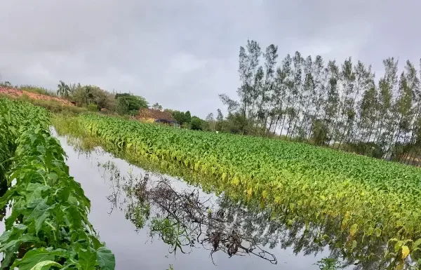 Balneário Gaivota: Perdas com as chuvas e prejuízo chega a R$ 1 milhão, segundo estimativas da Epagri
