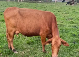 Sombrio: sêmem gratuito deu origem a mais de 150 bezerros no último ano