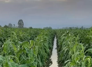 Santa Rosa do Sul decreta situação de emergência por conta das chuvas