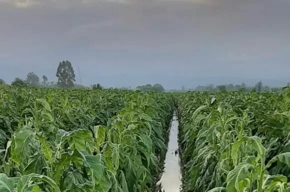 Santa Rosa do Sul decreta situação de emergência por conta das chuvas