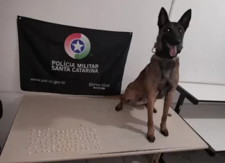 Cão Policial da PM de Araranguá Descobre Mais de 100 Pedras de Crack na Favela do Ucca